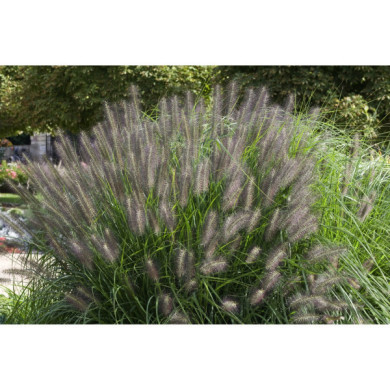 Pennisetum alopecuroides 'Moudry'