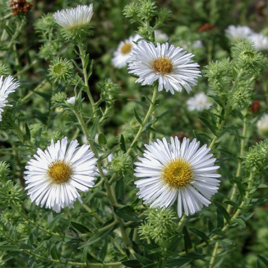 Aster novae-angliae 'Herbstschnee'