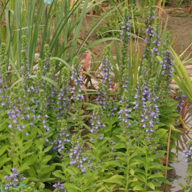 Lobelia siphilitica