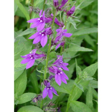 Lobelia siphilitica