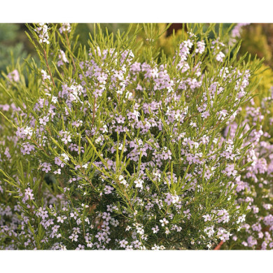 Diosma hirsuta 'Pink Foutain'