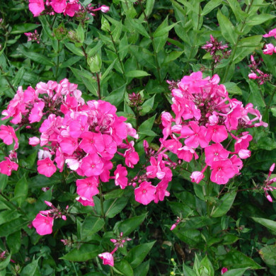 Phlox 'Tenor'