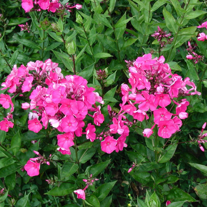 Phlox 'Tenor'
