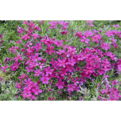 Phlox subulata 'Temiskaming'