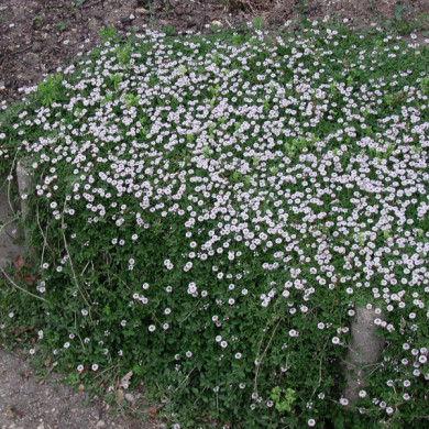 Phyla nodiflora