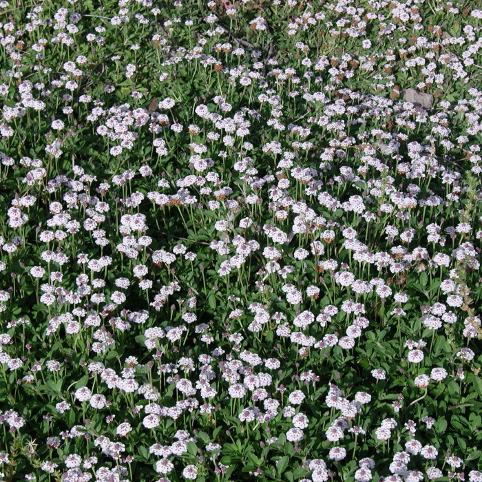 Phyla nodiflora