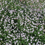 Phyla nodiflora