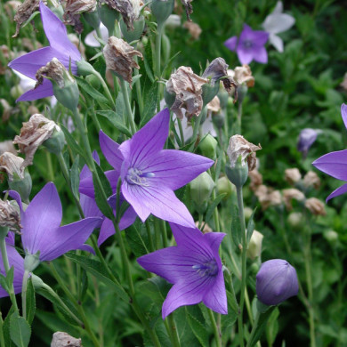 Platycodon grandiflorus 'Mariesii'
