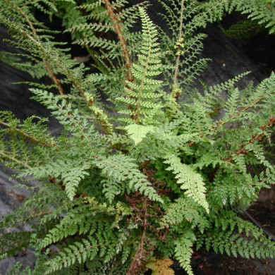 Polystichum setiferum 'Herrenhausen'