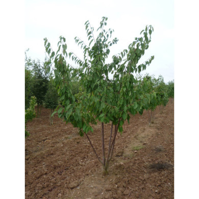 Prunus avium 'Plena'