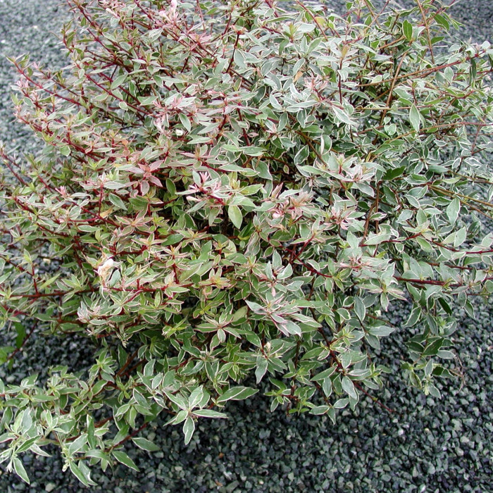 POWERS TO FLOWERS – Abelia Variegata Bianco/Rosa In Vaso 12cm, Pianta Vera Sempreverde, Resistente Al Freddo