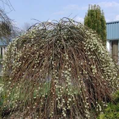 Salix caprea 'Kilmarnock'