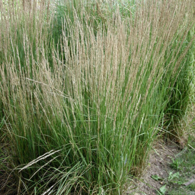 Calamagrostis x acutiflora 'Overdam'