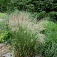 Calamagrostis x acutiflora 'Overdam'