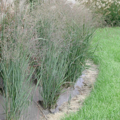 Panicum virgatum 'Heavy Metal'