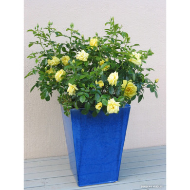 Rosier paysager DECOROSIERS® Suneva®