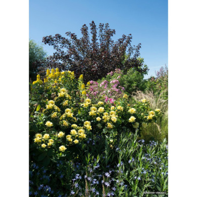 Rosier paysager Suneva® Noalesa decorosiers®