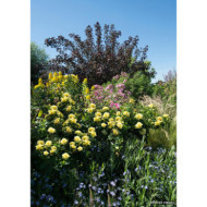 Rosier paysager DECOROSIERS® Suneva®