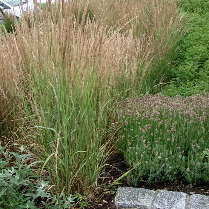 Calamagrostis x acutiflora 'Karl Foerster'