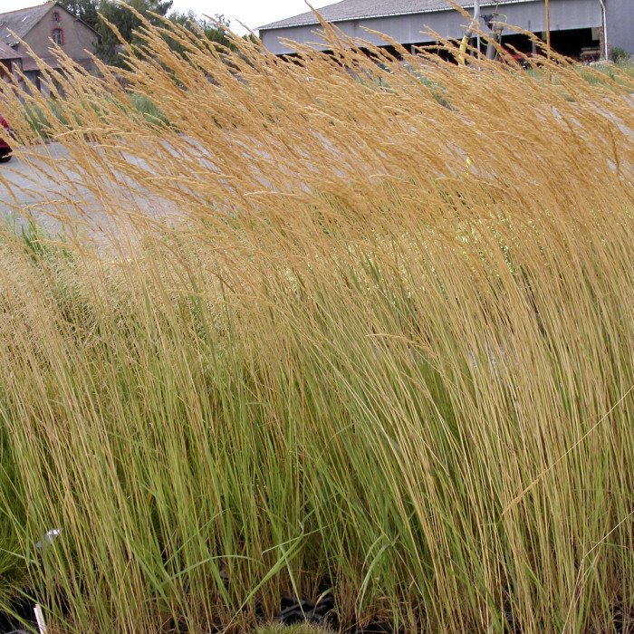 Calamagrostis x acutiflora 'Karl Foerster'
