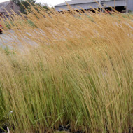 Calamagrostis x acutiflora 'Karl Foerster'
