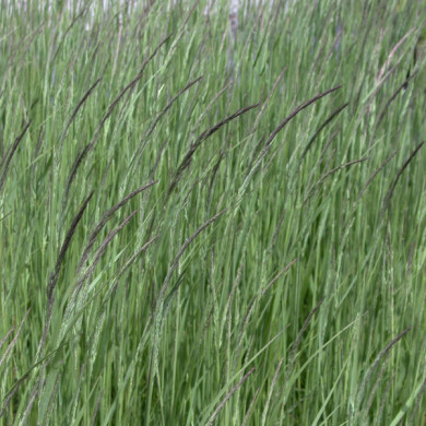 Calamagrostis x acutiflora 'Karl Foerster'