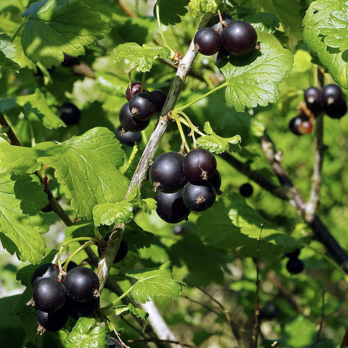 Cassissier 'Andega'