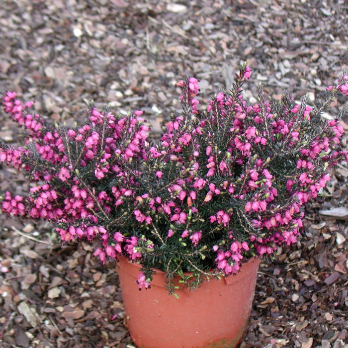 Erica x darleyensis 'Lucie'