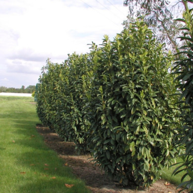 Prunus laurocerasus Genolia® 'Mariblon'