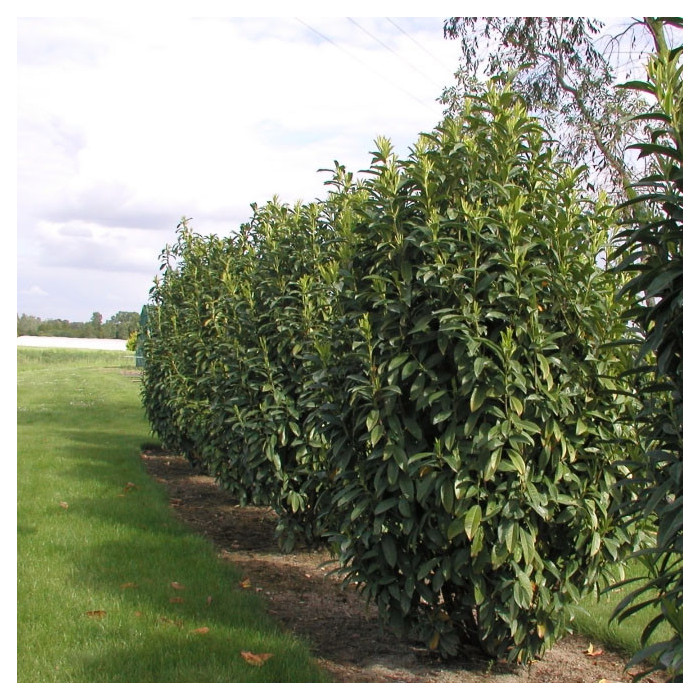 Prunus laurocerasus Genolia® 'Mariblon'