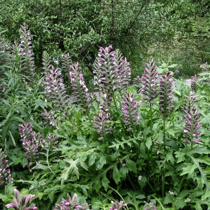 Acanthus hungaricus