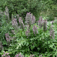 Acanthus hungaricus