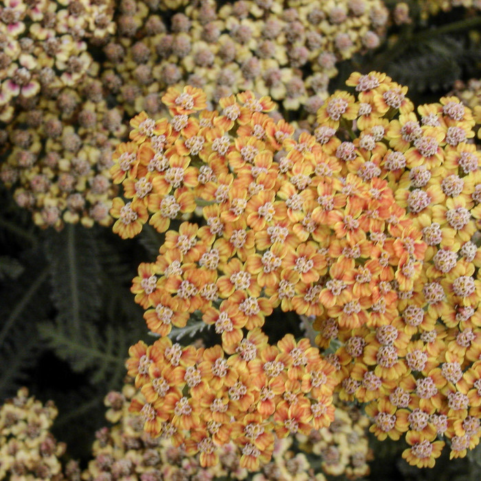 Achillea 'Terracotta'