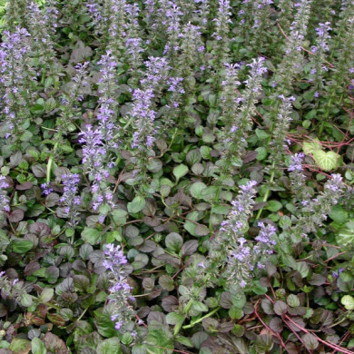 Ajuga reptans 'Catlin's Giant'