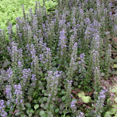 Ajuga reptans 'Catlin's Giant'