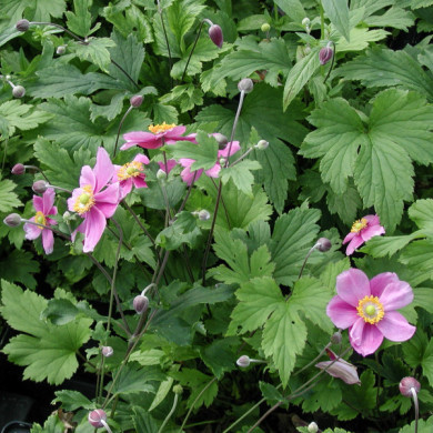 Anemone hupehensis 'Praecox'