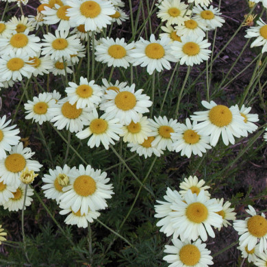 Anthemis x hybrida 'E.C Buxton'