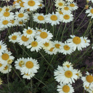 Anthemis x hybrida 'E.C Buxton'