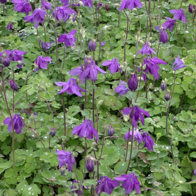 Aquilegia alpina