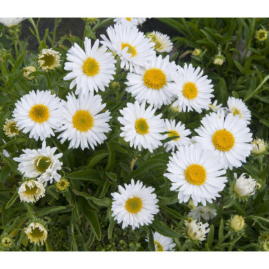 Aster alpinus 'Albus'