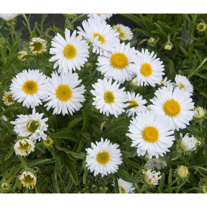 Aster alpinus 'Albus'