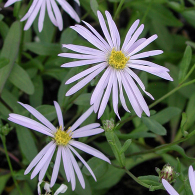 Aster pyrenaeus 'Lutetia'