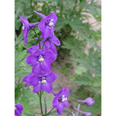 Delphinium 'Bellamosum'