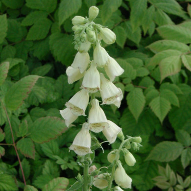 Digitalis grandiflora