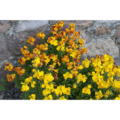 Erysimum cheiri