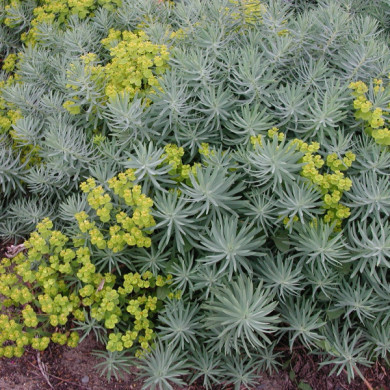 Euphorbia 'Copton Ash'