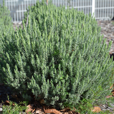 Lavandula stoechas The Princess®