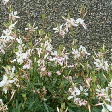 Gaura lindheimeri 'Whirling Butterflies'