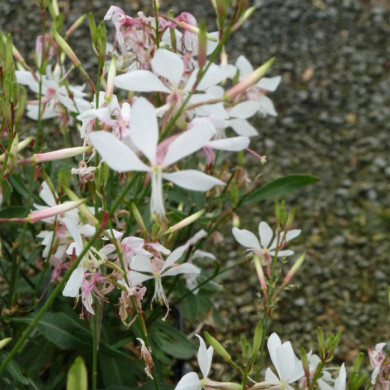 Gaura lindheimeri 'Whirling Butterflies'