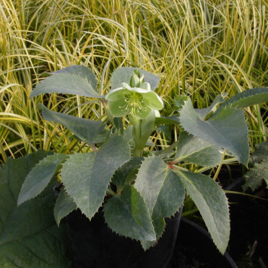 Helleborus argutifolius